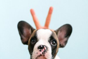 french bulldog ear stand up