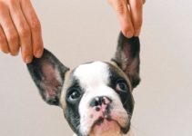 clean french bulldog ears