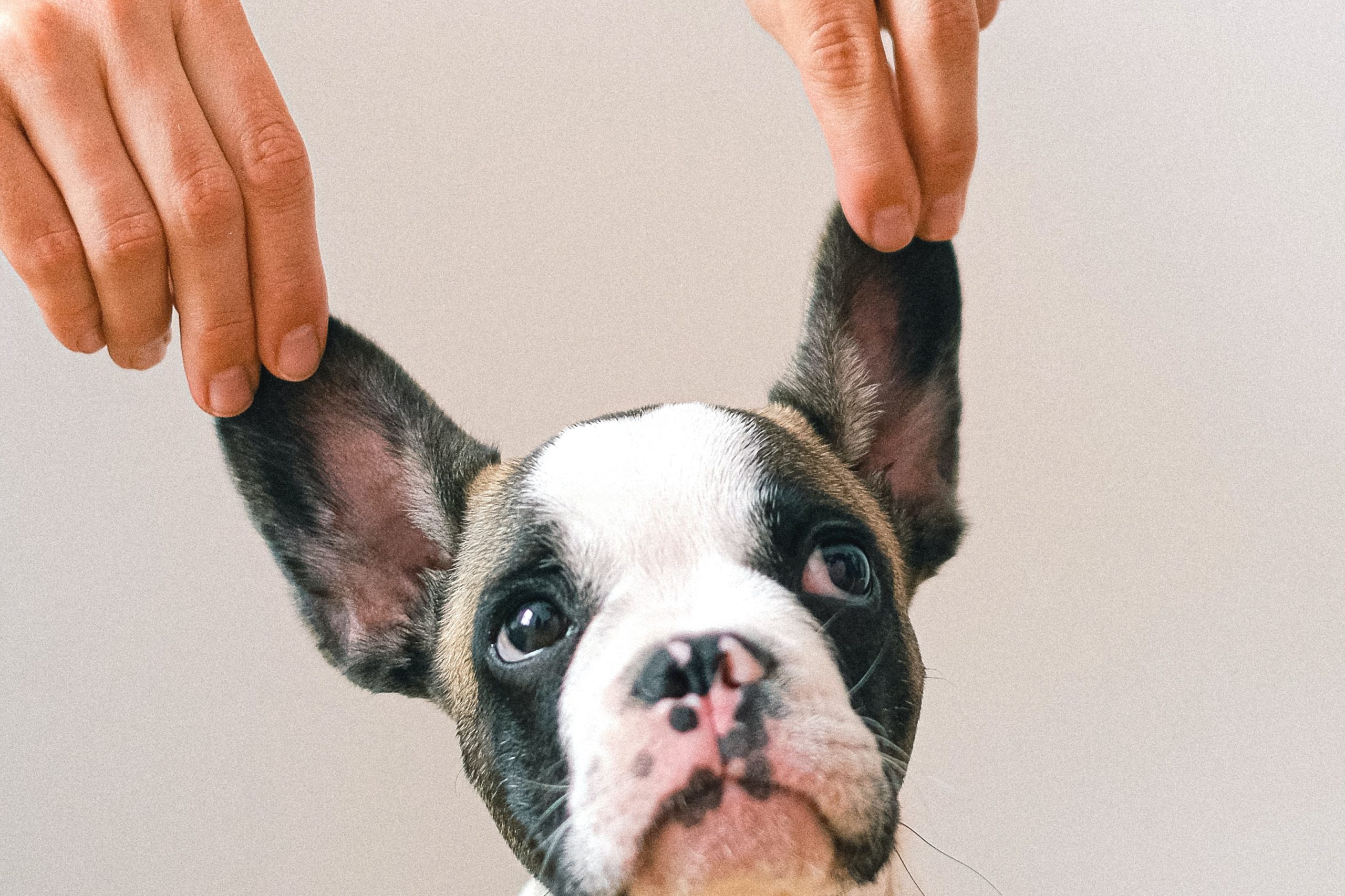 How Do You Clean French Bulldog Ears