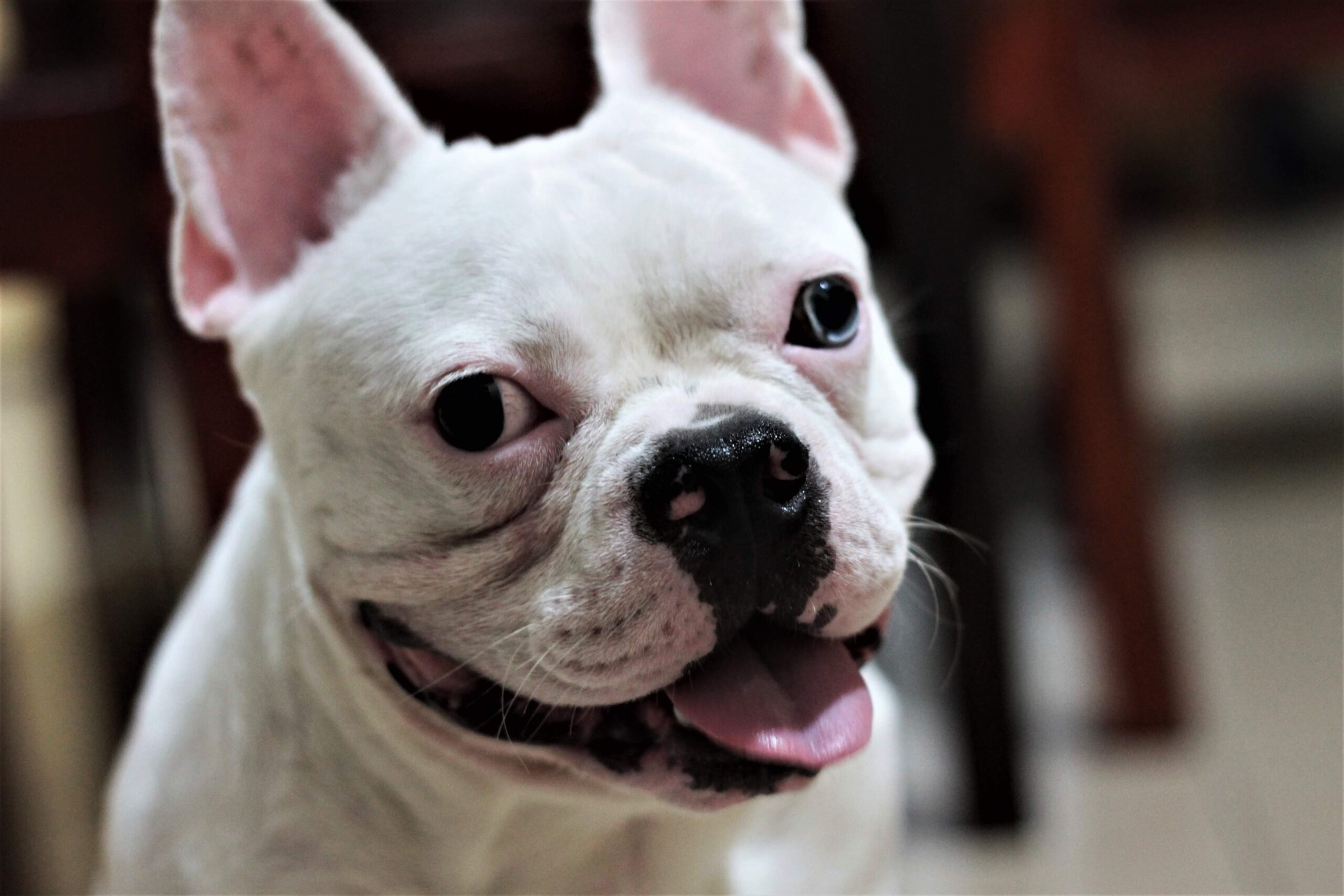 Why Does French bulldog Suffer from Pimples? – All About Frenchies - My ...