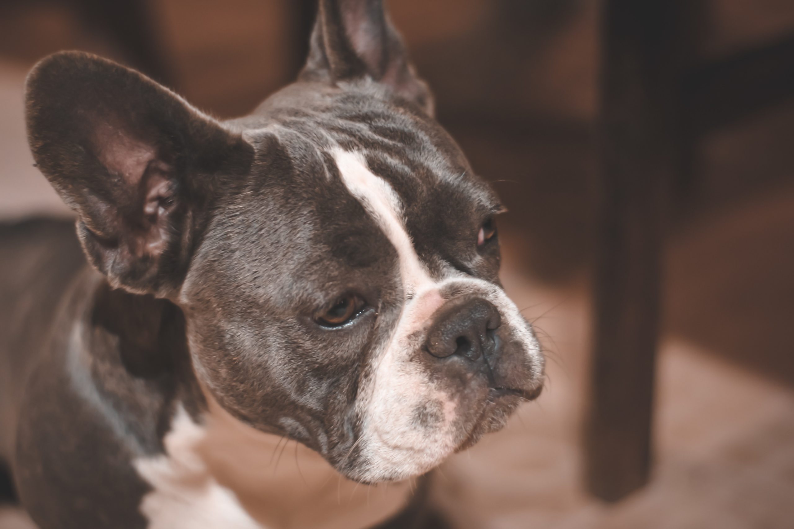 Why Is My French bulldog Farting? Reasons - All About Frenchies
