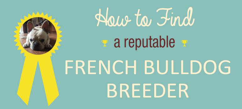 reputable french bulldog breeders, where to find reputable french bulldog breeders