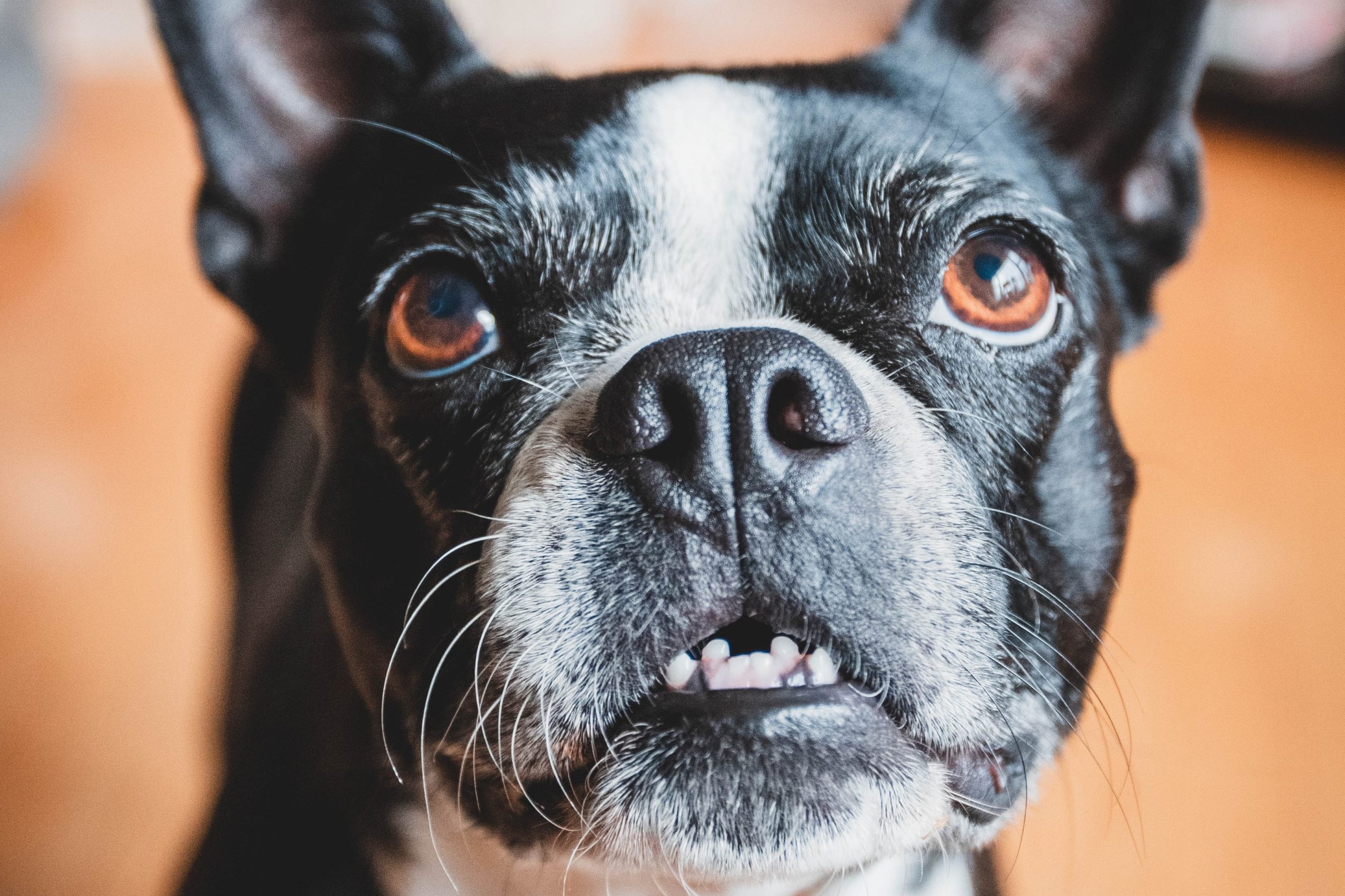 why do boston terriers reverse sneeze