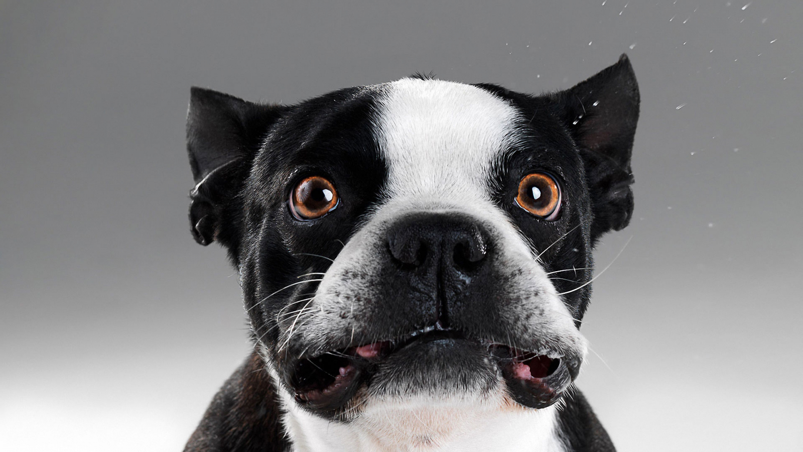 Fear aggression in french bulldogs cheap