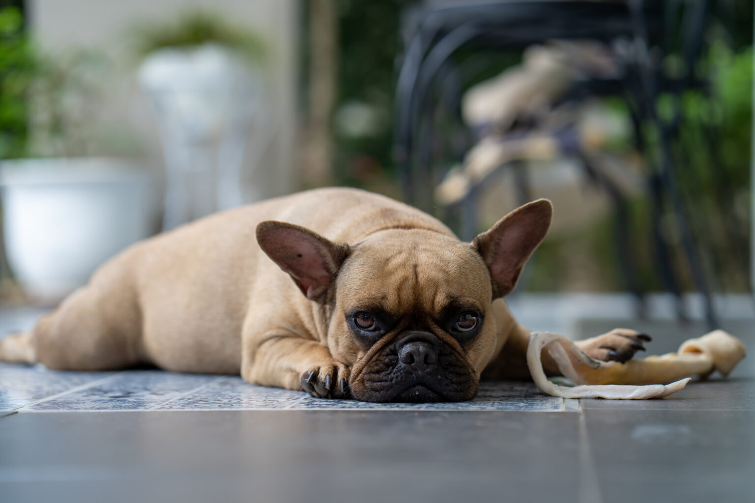 french-bulldog-is-coughing-and-gagging-all-about-frenchies-golden