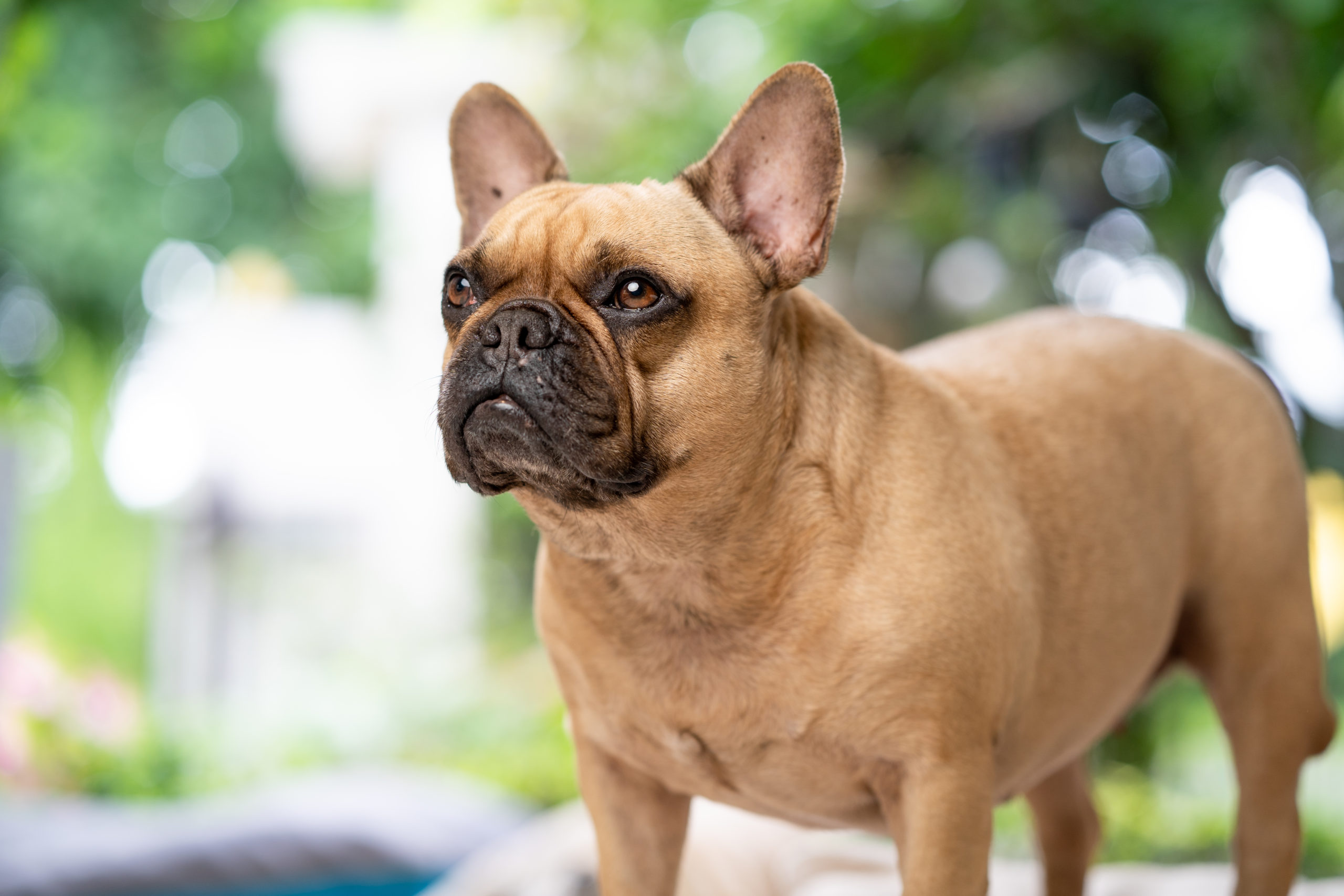 Is My French bulldog Overweight? How to Help? – All About Frenchies