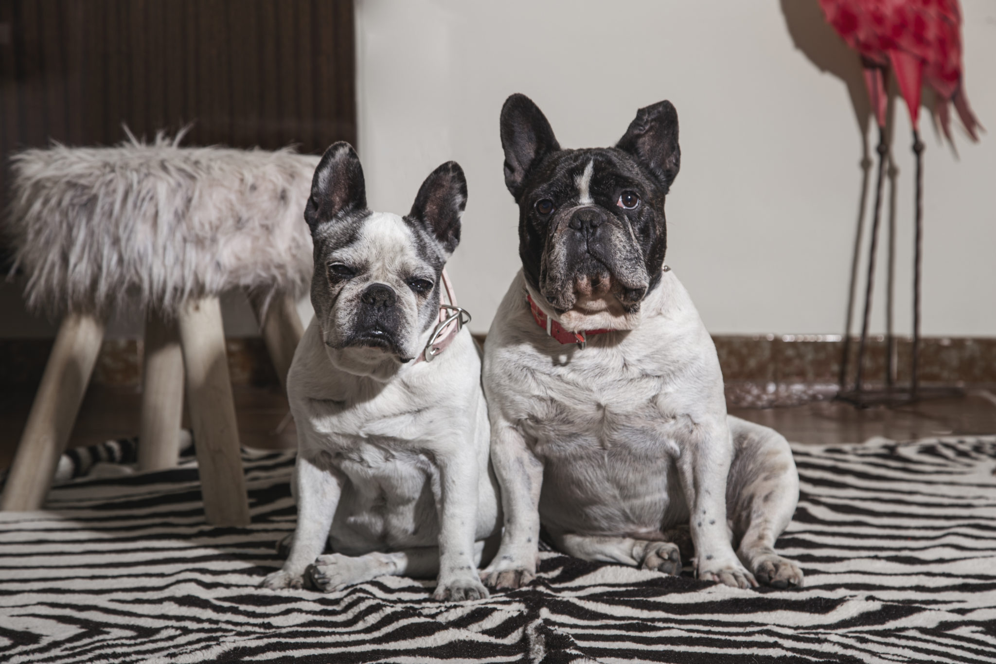 male-vs-female-french-bulldog-what-to-expect-all-about-frenchies