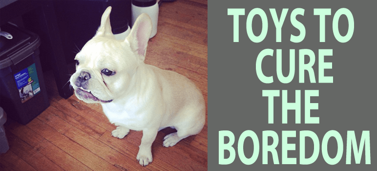 Best French Bulldog Toys The