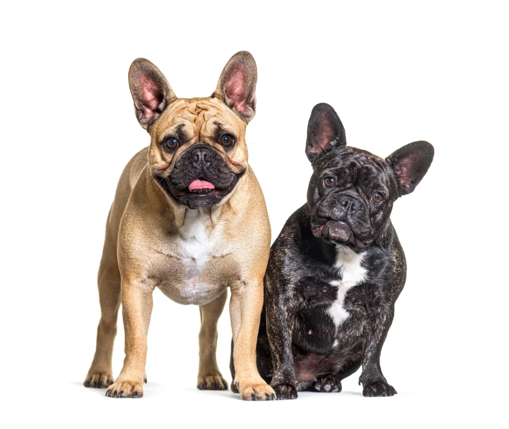 Different colored french store bulldogs