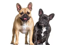 Most Popular French bulldog Colors