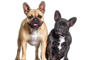 Most Popular French bulldog Colors