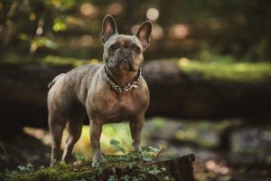 collar for french bulldog